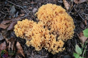 Clavaria (Ramaria) formosa (1000 x 750).jpg_product_product_product